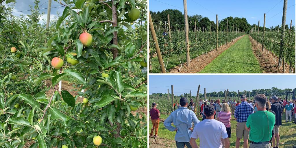 It's day 2 of @iFruitTree's Summer Tour in Georgian Bay, ON! Great session today on multileader trees in high-density plantings. Learning how to make the most of your acreage to produce more fruit 🍎 #applegrowing #agtech #sustainableag #IFTA2019