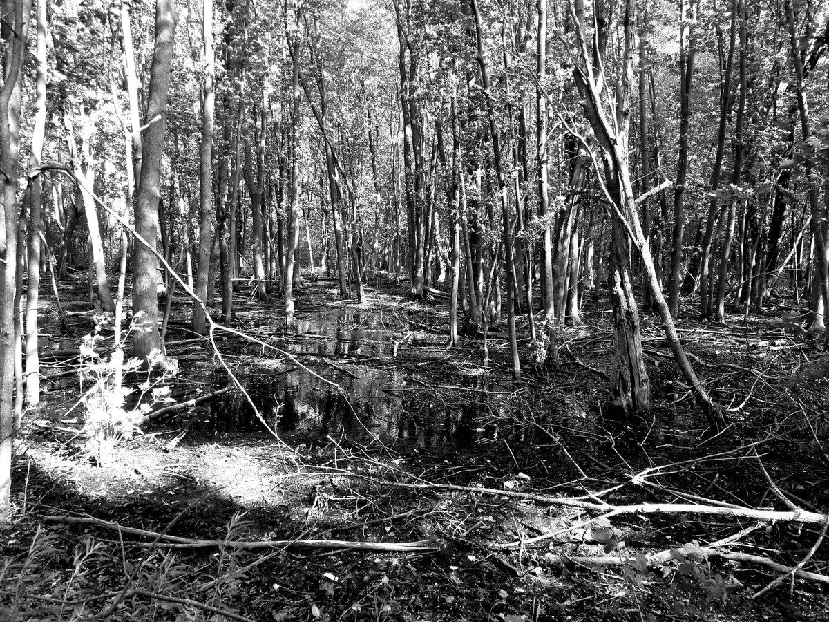 MrPhotoJT's tweet photo. Something about a swamp that has always captured my imagination. #photography #nature #Swamp #blackandwhite #imagination https://t.co/M1zwVxwBit
