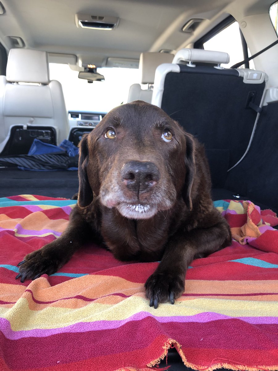 megan_smartt's tweet photo. Rocky’s last adventure out, rest easy pup 🐾 x https://t.co/rP1DhzN5nw