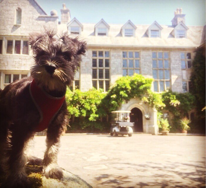 AdventuresofTi4's tweet photo. Wow! Look at this place, it’s huge - lots of space for me to have #adventures !

Daddy is helping fellow #escaperoom owner from #Housetraprscaperooms build a new, exciting room at @hengarmanor ❤️

#escaperooms #cornwall #cornishescapes #holidaypark #summer #schnauzer #dogslife https://t.co/ncKdVtpRrj