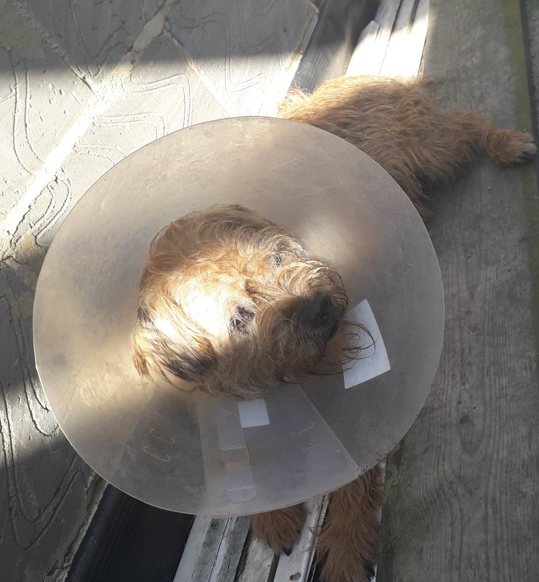 esborderterrier's tweet photo. The lampshade found a sun puddle! https://t.co/zazOkPpIv0
