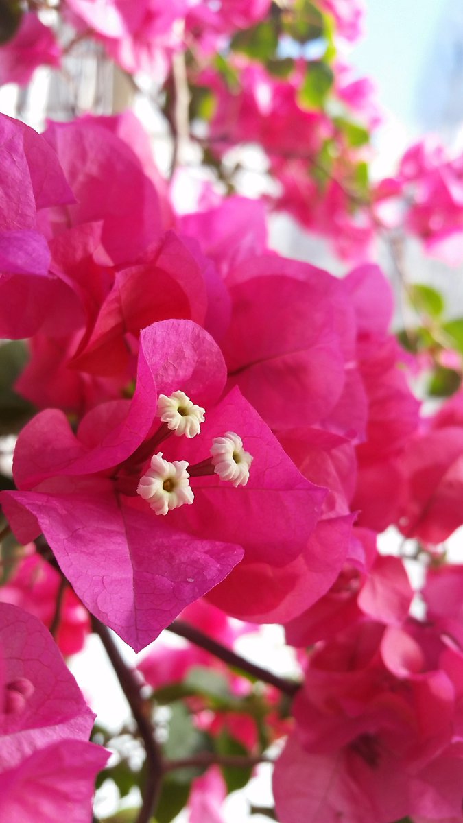 mimulusly's tweet photo. N is for #Nyctaginaceae, AKA the four o'clock family (several species have flowers that open in the afternoon). These are the itty bitty flowers of #Bougainvillea, with flashy modified leaves! #uconneeb #botany #AngiospermAlphabet https://t.co/NLUasuB4EK