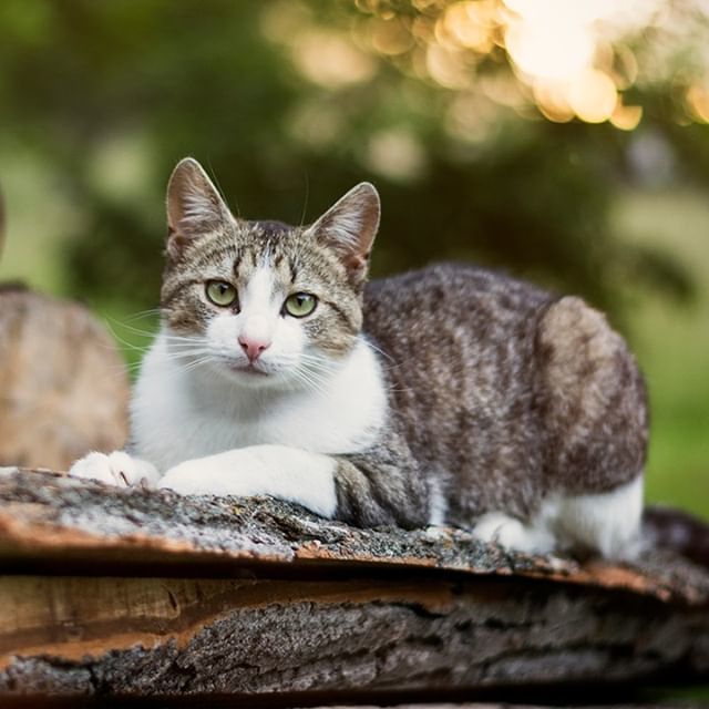 YourCatmagazine's tweet photo. Are you having a barbecue tonight? REMEMBER to ensure that barbecues and coals have completely cooled before leaving them unattended, so exploring little paws don't get hurt! #heatwave #keepcatscool #keepcatssafe #barbecue #bbqweather #tuesday #cat #cats⦠https://t.co/LQteLmssfb https://t.co/bn3U7xdeMm