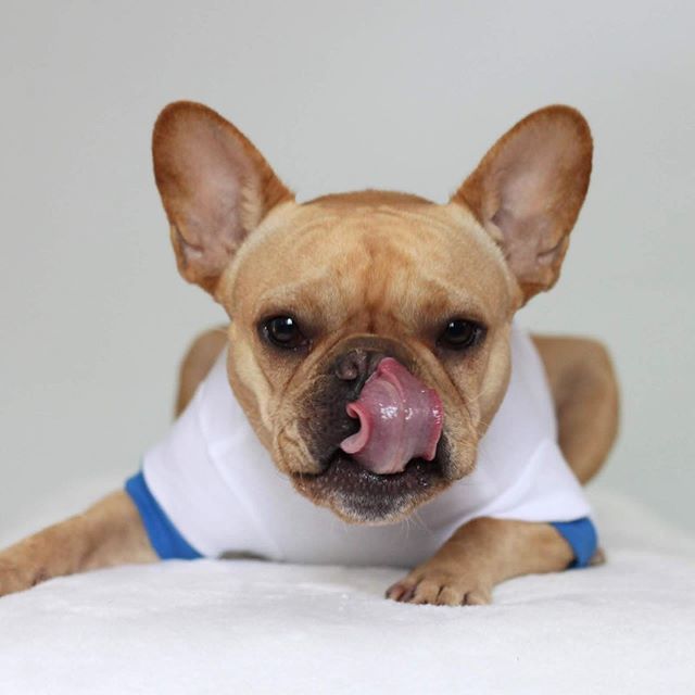 VinceCincy's tweet photo. My momma says a herd of people is called a no thanks, but I call it a yes please! ππΌ #lickitup #bleplikebits #tongueouttuesday #tongueoutdog β£
#vincecincy #frenchiecute #frenchieworld #frenchielife #frenchielove #frenchieface #frenchi⦠https://t.co/HICgWGD8rH https://t.co/zvAfEkFnfD