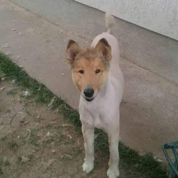 otherwitch's tweet photo. amo a este perro que se parece a richard gere https://t.co/j2qPuMxxyR