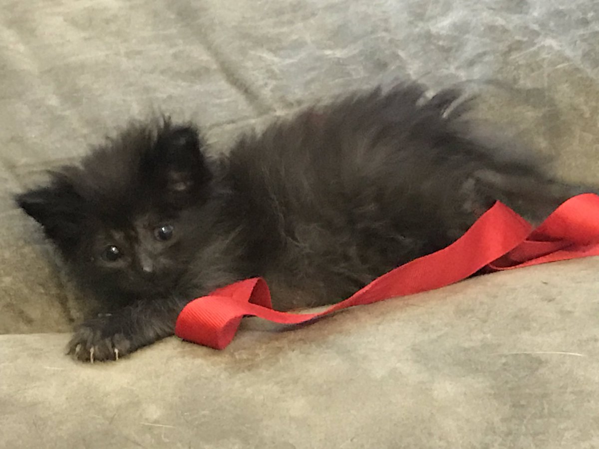 Kitten_LittleMs's tweet photo. I’m adorable playing with my ribbon! https://t.co/jWavifTKHT