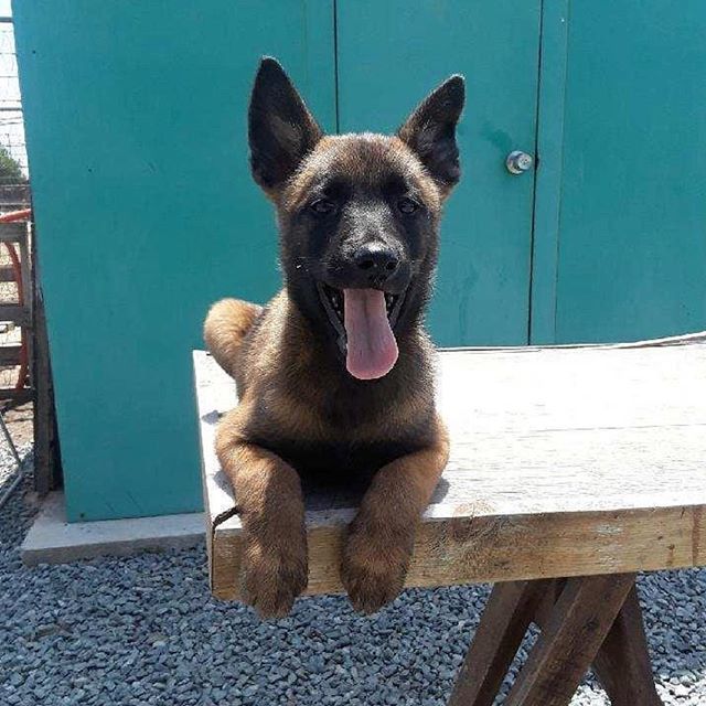 By @maliraptor_rosco All that fluffyness! 
Use #malinoislovers to get featured🐕
-------------------------------------------------
#malinois#malinoislovers#animals#pets#dog#goals#boss#cute#love#happy#photooftheday#insta#lol#beauty#iphone#life#amazing#… ift.tt/2OeBGNk
