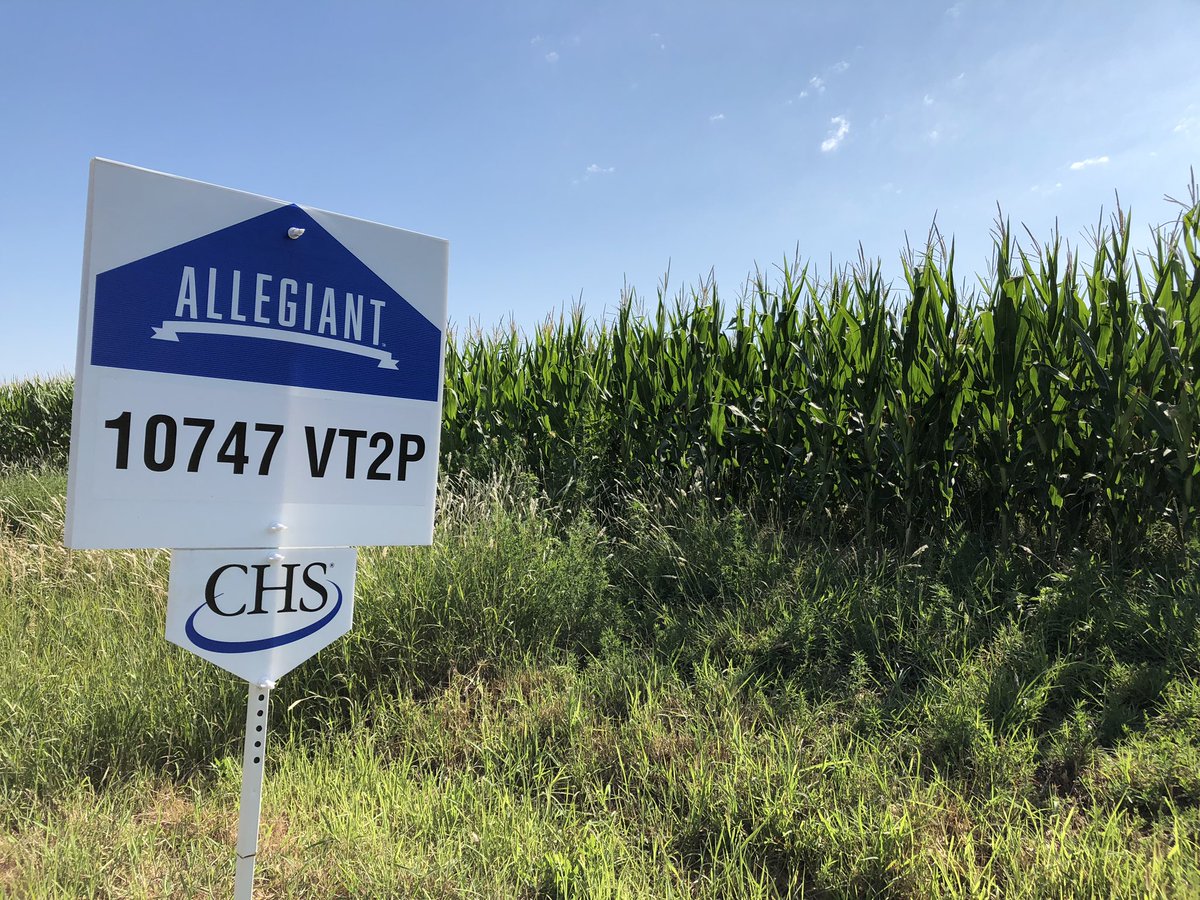 HolthausKashli's tweet photo. Took advantage of finally having some cool weather to go dig up some corn and see what’s going on underground... been liking what I see from our #AllegiantSeed hybrids!!🌽 @CHSAgronomy @CHSInterns https://t.co/zxPS8fZv9P