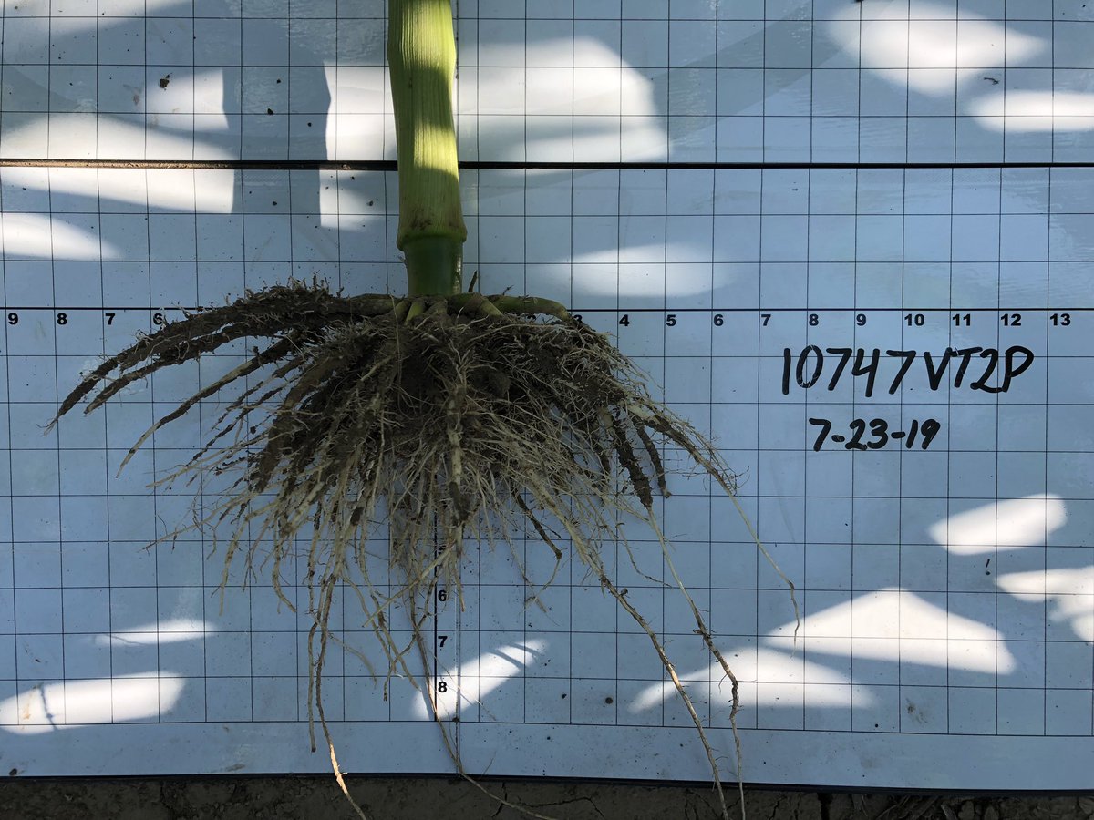 HolthausKashli's tweet photo. Took advantage of finally having some cool weather to go dig up some corn and see what’s going on underground... been liking what I see from our #AllegiantSeed hybrids!!🌽 @CHSAgronomy @CHSInterns https://t.co/zxPS8fZv9P