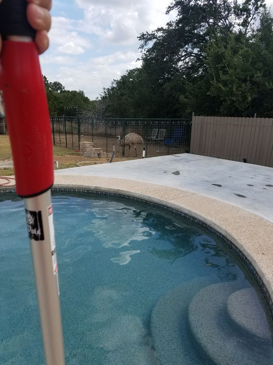 EasyPools's tweet image. This Emu loves the view from the coop!