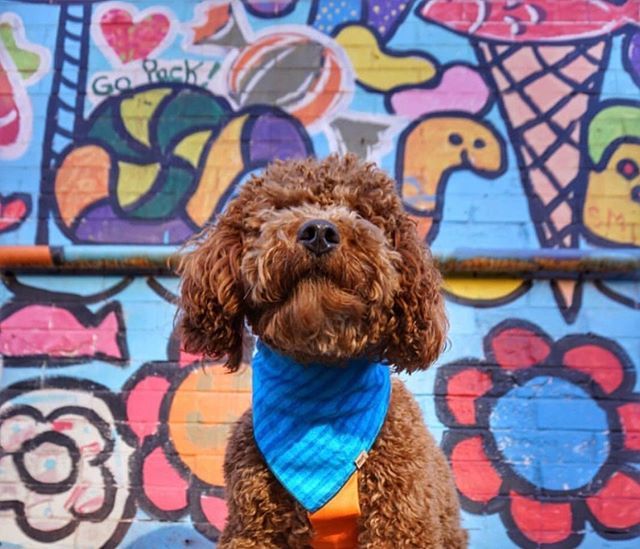 How have you and your pup been staying cool this summer? ☀️ Over here in Europe, air conditioning is not as common, but on the other hand, ice cream is everywhere! 🙌🏼 Are you team Chocolate or Vanilla or Strawberry? Or something entirely different?
>> Fe… ift.tt/2Gqlbap