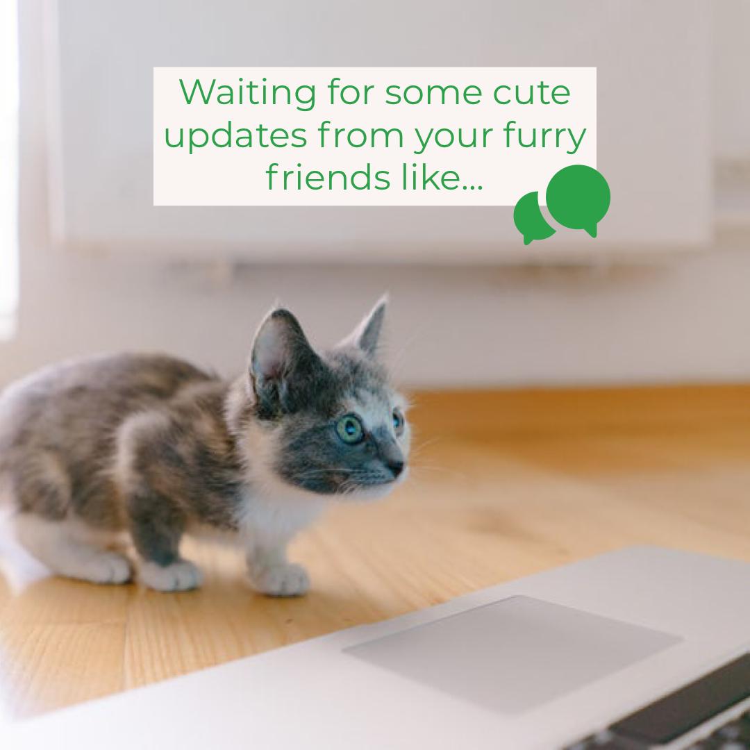 Follow_MyPets's tweet photo. Friends from our app can definitely relate! ☺️📱
 #adorablepuppy #ilovemypuppy #app #appstore #download #love #follow #rochesterny #comment #reptiles #feedback #info https://t.co/JAgVhGs4LV