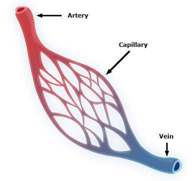 PemfTech's tweet photo. #PEMF positively charges blood cells to operate optimally delivering oxygen, nutrients, H20 and healing agents. https://t.co/KAhcUgyC6P
#pemftech https://t.co/WP6rP5VT4R
