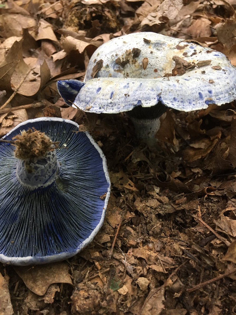 Indigo milk cap #lankaulab #forestresearch #allerton