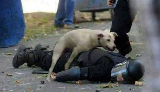 OnlyinBrazil10's tweet photo. Brazilian dog against police oppression.

#OnlyInBR https://t.co/ADvs56qz7e