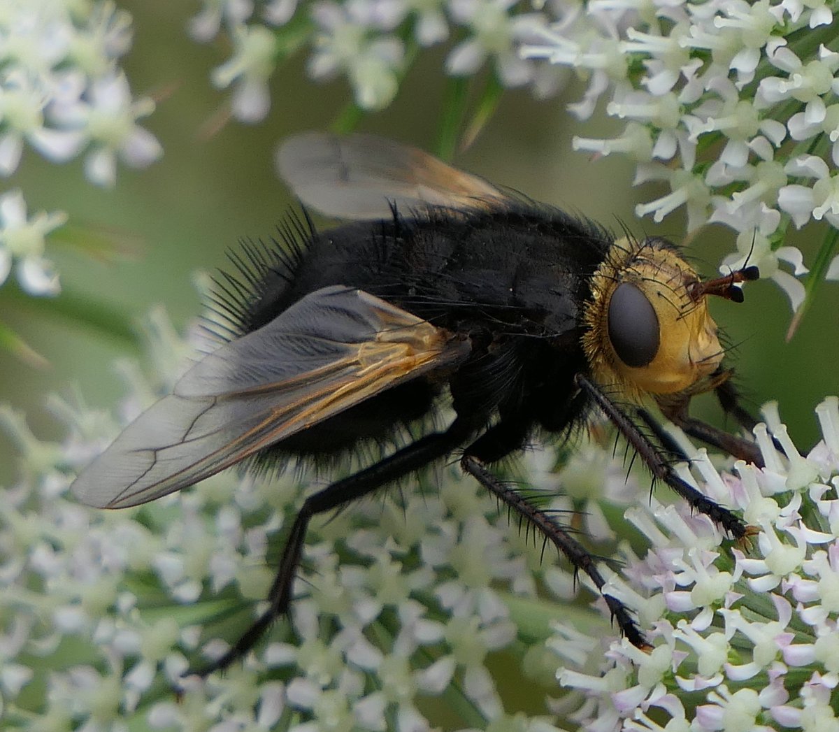 Martin Gammell (@martingammell) on Twitter photo Tachina grossa (giant tachinid fly) from west Galway at the weekend <a href="/IWTGalwayBranch/">IWT Galway Branch</a> <a href="/Irishwildlife/">Irish Wildlife Trust</a> <a href="/BioDataCentre/">Biodiversity Ireland</a> Tachina grossa (giant tachinid fly) from west Galway at the weekend <a href="/IWTGalwayBranch/">IWT Galway Branch</a> <a href="/Irishwildlife/">Irish Wildlife Trust</a> <a href="/BioDataCentre/">Biodiversity Ireland</a>