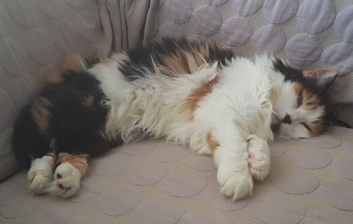 CooksCat's tweet photo. I'm not built for this heat. Bring on the Autumn. #CatsOfTwitter #catlife  #cats #fluffycat #calicocat #TuesdayThoughts https://t.co/4oayiQNqBi