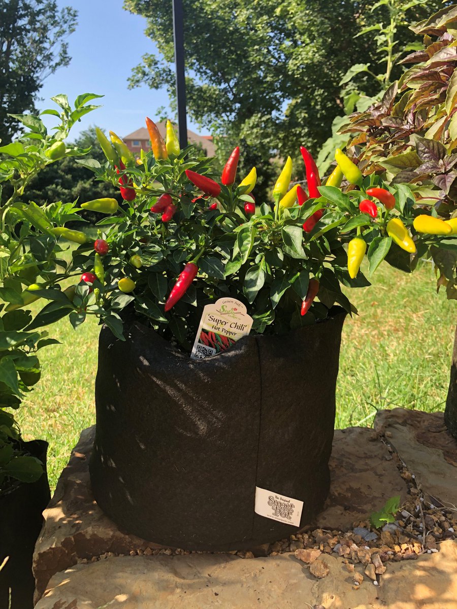 SmartPots's tweet photo. Our hot pepper soaking up the 100 degree weather here in #OKC! #lookfortag #SmartPots #Hotchilipepper #SuperChili https://t.co/5zxGiQ9b2z
