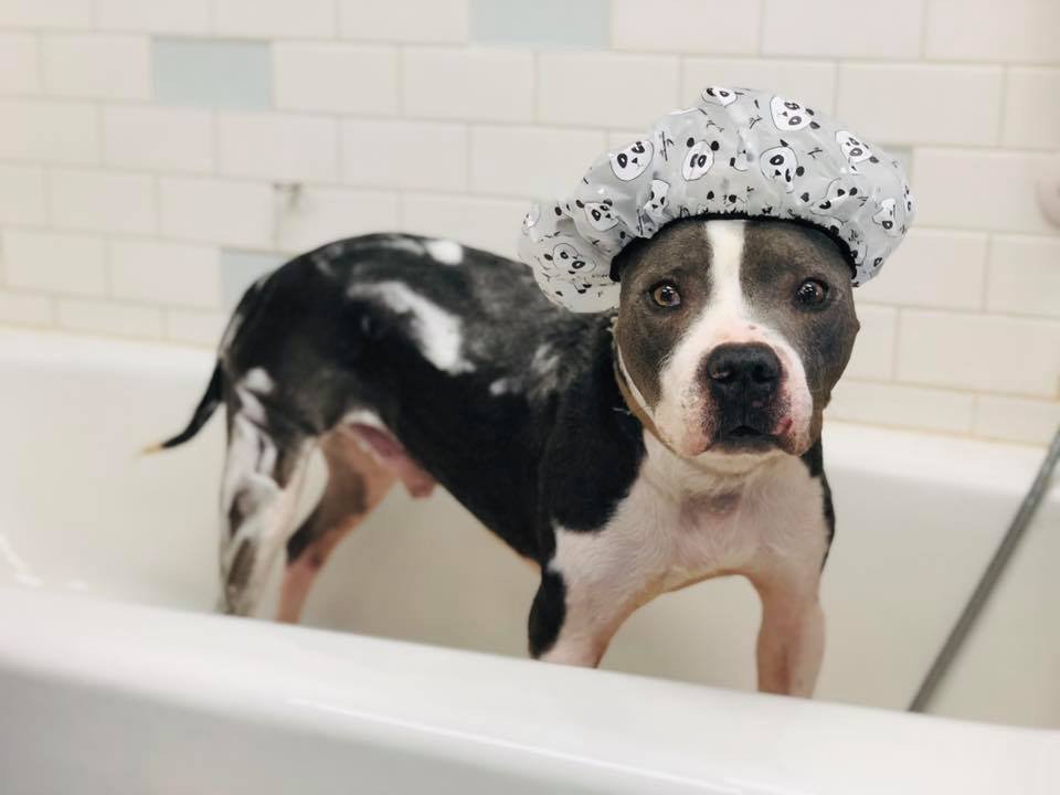 MavnLil's tweet photo. Seriously people, isn't there someone out there 4 Earl? He's had such a hard life &amp; deserves some love, and has so much love to give in return! Check out his story &amp; fill out an app at https://t.co/sumxkJgZrp
#letsgetearladopted #adoptionfeeswaived #rescuedoginneed #twithaca https://t.co/7ReZchGgyK