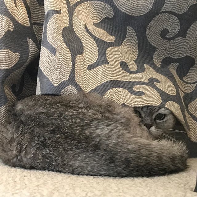 reallythecat's tweet photo. Mother will never find my hiding spot #decor #design #fun #lifestyle #hello #yes #catsofig #cute #happy #cat #catsofinstagram #instacats #instagood #adoptdontshop #cutepetposts #catoftheday #petsofinstagram #cute #chill #travel #persiancats #adorablepet… https://t.co/rUYs6L9FV2 https://t.co/rvXwHL8Fa0