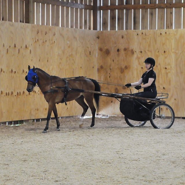 loveshorsesoh's tweet photo. Y’all I can’t wait to be back home so I can cuddle with my puppy and take another driving lesson at @georgetownridingacademy .
Proud to represent:
@c4beltseq - c4u65iy  @buckwildbreeches - https://t.co/Nzf6LtBGVq @baysandbluesco - HANNAH10 https://t.co/wZFL32Im4u https://t.co/7SnLrFrcvj