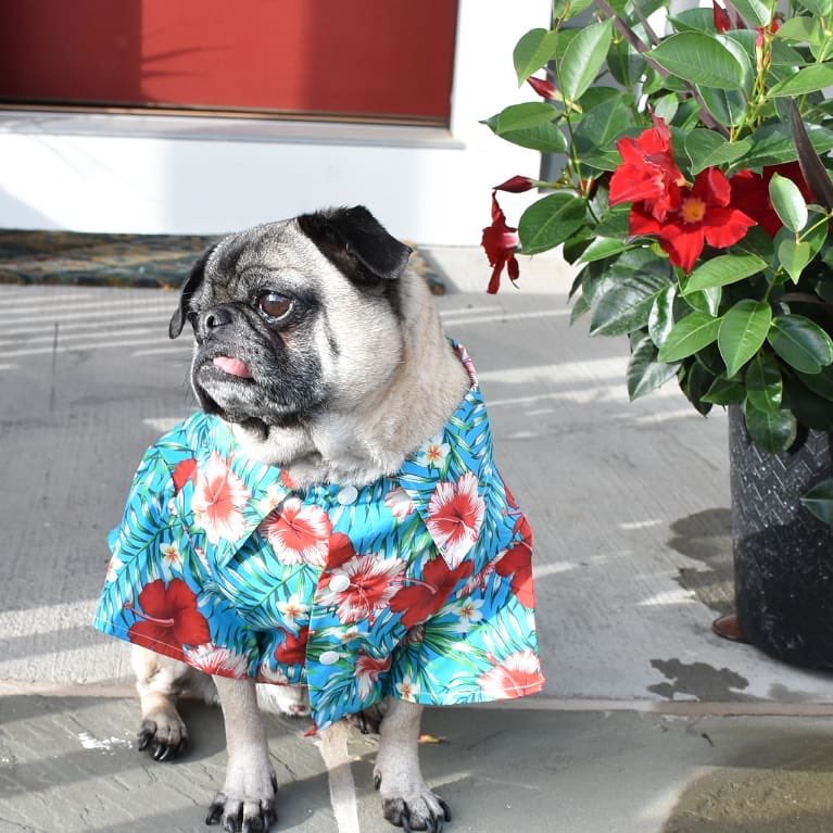 unitedpups's tweet photo. Repost @pugsrunmylife
It’s summer! Hawaiian shirts are essential! 🤩
・・・
https://t.co/sk3FkLIdbj
・・・
#aloha #pug #puglove https://t.co/pyadti0t8i