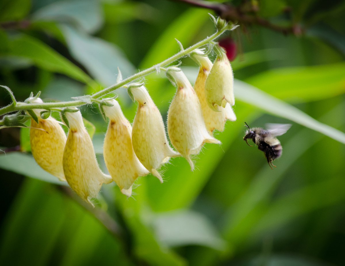 PoCoHeritage's tweet photo. Join us on Thursday, July 25th at 7pm for an #EveningAtTheMuseum with #PortCoquitlam photographer, Laura Thomas (@GardeningDame)!
In association with our new exhibit, #NaturallyPoCo, Laura will share her passion for local photography and some of her favourite photos. https://t.co/wR7GXz5P8W