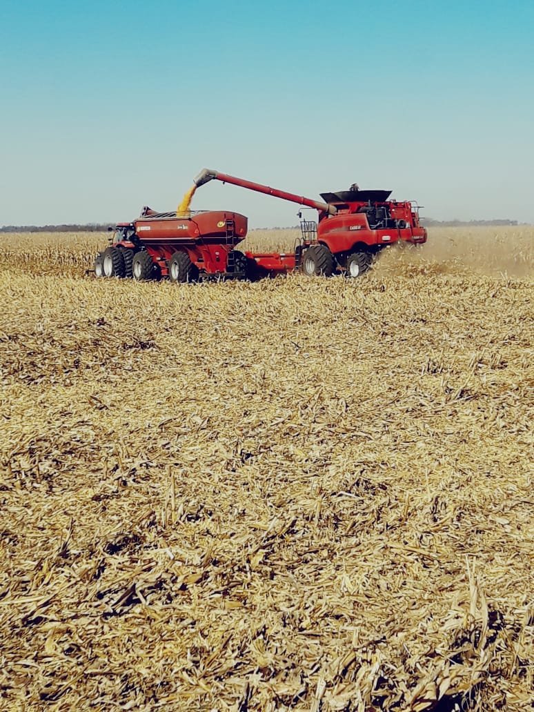 VIREYES AGROPECUARIA S.A. (@vireyesagropsa) on Twitter photo 🌽Maíz en Río Cuarto, Córdoba - Argentina.
👏El trabajo diario nos gratifica y fortalece.
😃<a href="/VireyesAgropSA/">VIREYES AGROPECUARIA S.A.</a> líderes en la industria agrícola argentina.
#Vireyes #maiz #trabajopazyproducción 🌽Maíz en Río Cuarto, Córdoba - Argentina.
👏El trabajo diario nos gratifica y fortalece.
😃<a href="/VireyesAgropSA/">VIREYES AGROPECUARIA S.A.</a> líderes en la industria agrícola argentina.
#Vireyes #maiz #trabajopazyproducción