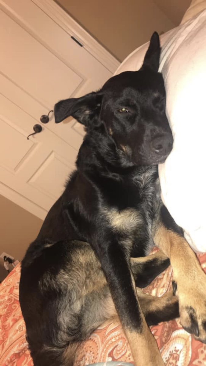 casciosadie's tweet photo. My sweet girl ran off and we can’t find her. 😢 her name is Stormie Lynn, she will most likely be around the hwy 5, mountain springs road area. If you see her or find her please please let me know! I’m worried sick 😭 https://t.co/WRBVEFduNR