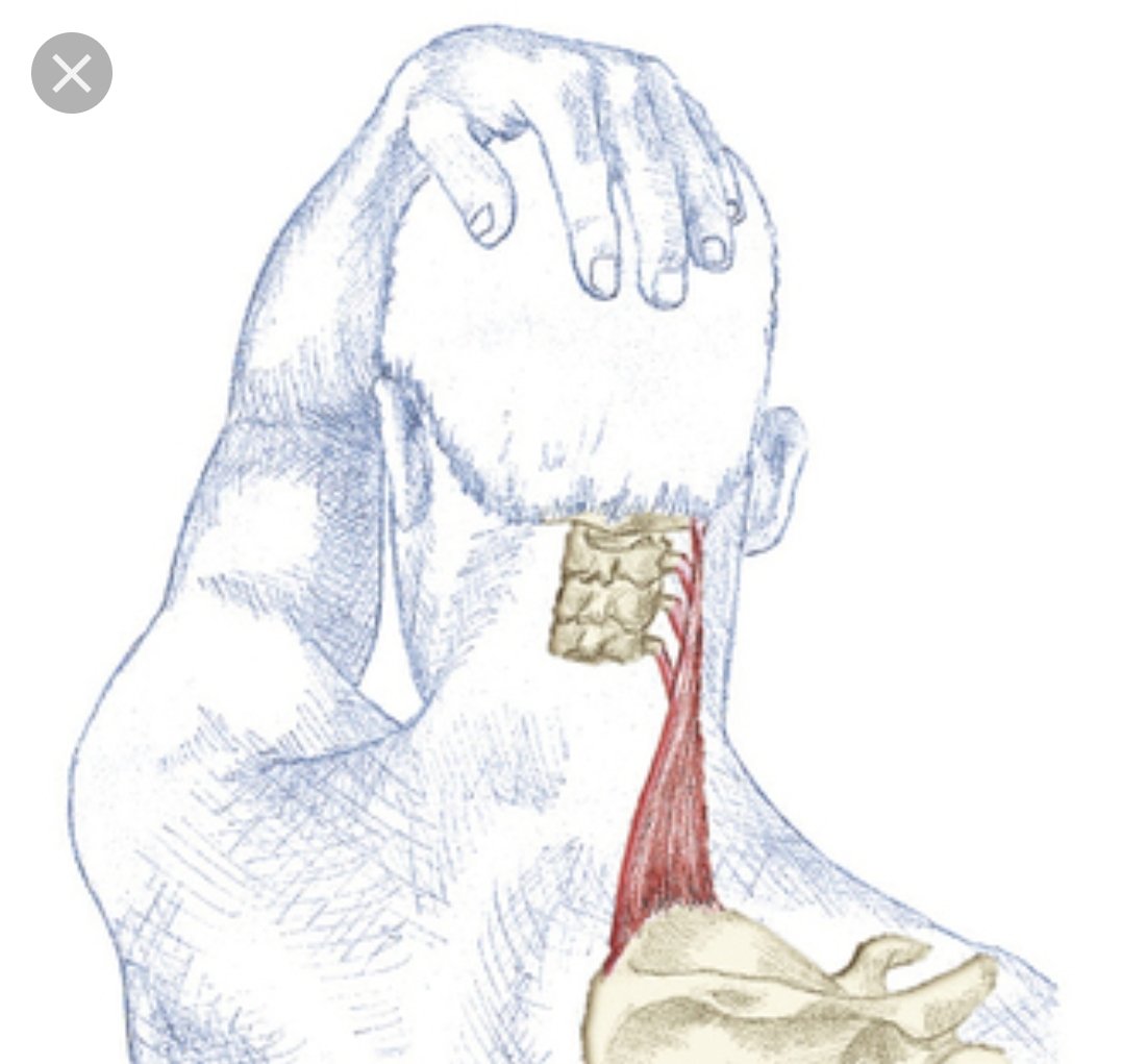 StarmieGee's tweet photo. Tingly fingers? Tension headache? Wrist feels out of place? Shoulders tight?

Fucking stretch damn it.

No not that 10 second shit you do. 2 fucking minutes per side u lazy bitch 

It takes more than 10 seconds for a muscle length to change. 

You're welcome https://t.co/eFPX1jMHM6