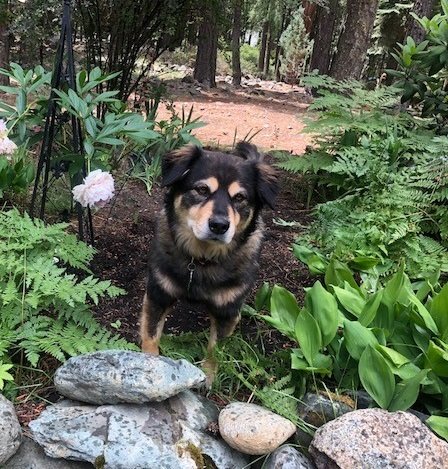 saddlebackwine's tweet photo. Napa Valley's best greeter, Chloe, is 7 years young today!! Say a big HAPPY BIRTHDAY to our gorgeous girl!! We love you Chloe! https://t.co/rqtq1Isc1L