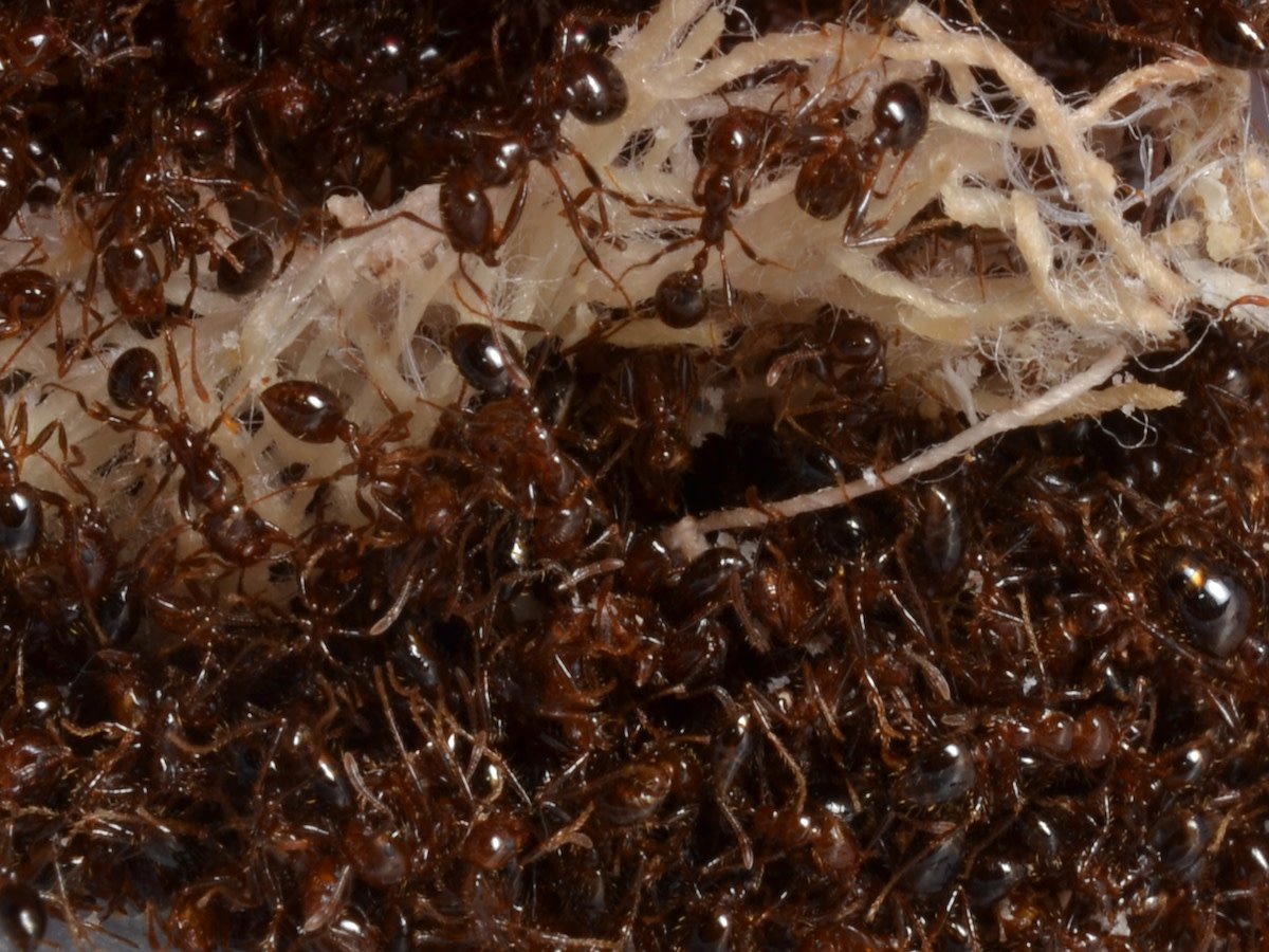 Did you know Fire Ants can survive flooding?!
#pestcontrol #fireants
tinyurl.com/y6b4zeem
