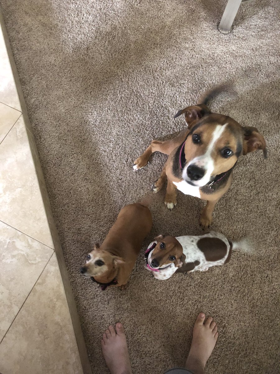 meredithenry's tweet photo. Trying to get them to sit still in the same spot was definitely a challenge #TMHSSummerChallenge. Helps when your son is holding a treat. https://t.co/iol3sTiZ38