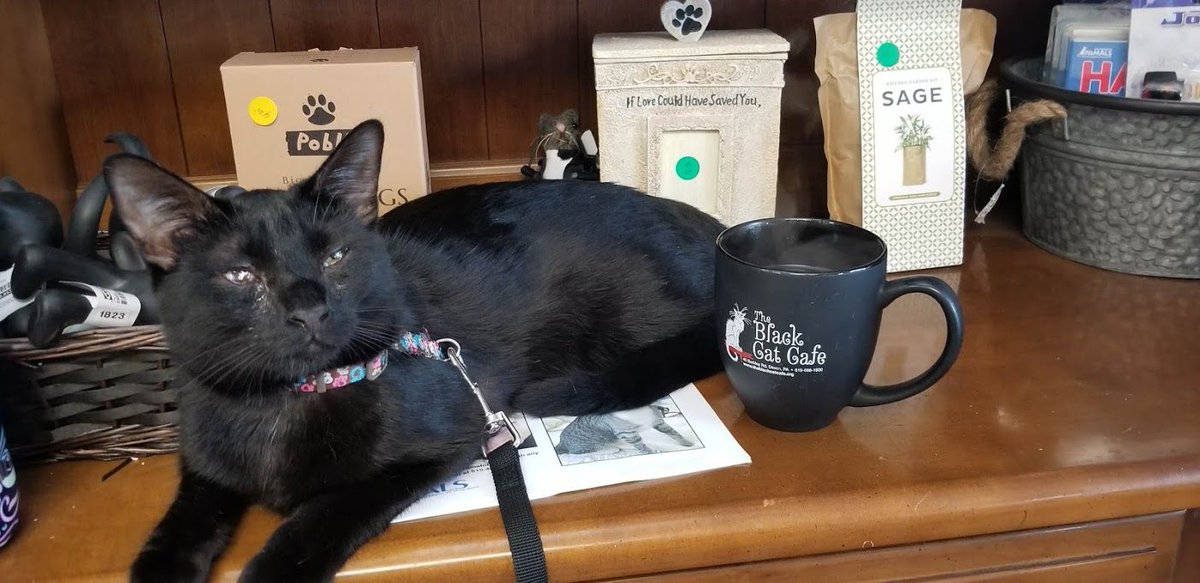 BerkleyBlackCat's tweet photo. Berkley likes his coffee like he likes his mugs - black!

(Just kitten - he doesn't like coffee and only posed like this for his #catmom)

Thanks @ProformaVindee https://t.co/58yCdSELCV
