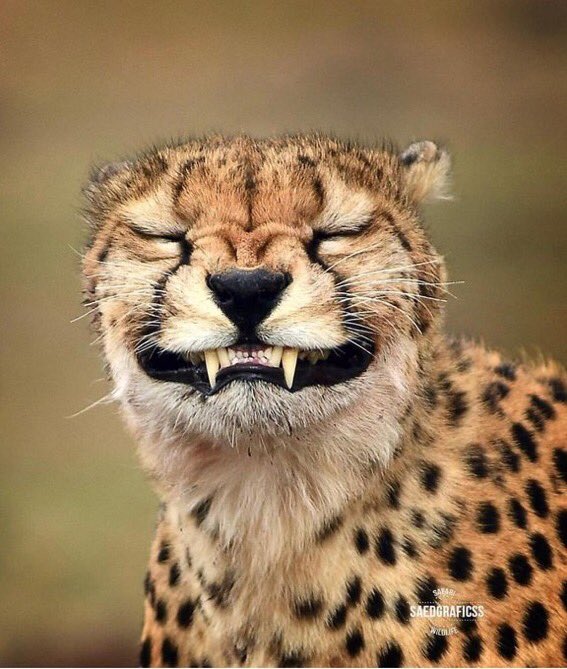 WiIdEarth's tweet photo. Say cheese 😁 https://t.co/5bDdCzdciH