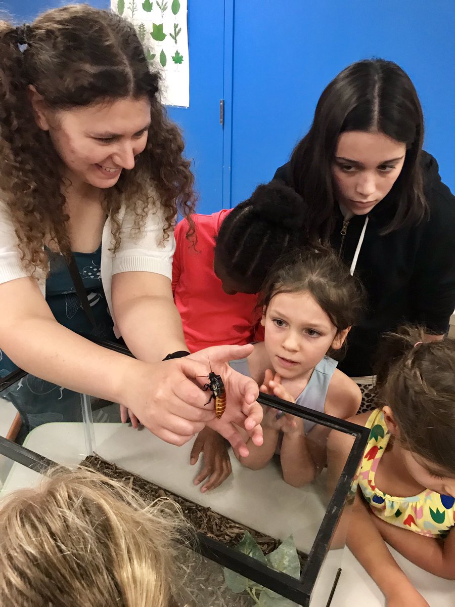 StaplesLabFluid's tweet photo. It’s always fun to talk about bugs 🐞🐜🕷🐛in the Science Girls camp at the @scimuseum organized by the fabulous @Shoestring_Sci! #smwv #GirlsInSTEM #bugs #entomology https://t.co/840IYs1qbz