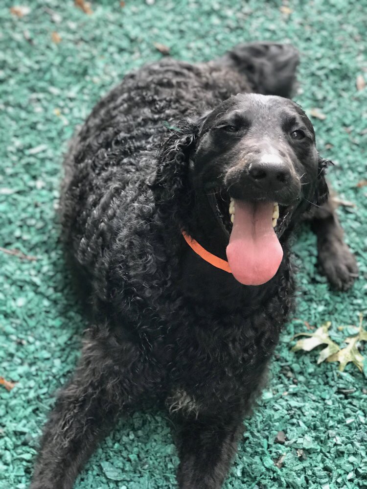 safaripetresort's tweet photo. 😝SMILE! 👅Happy #tongueouttuesday from your friends at Safari Pet Resort!
.
#safaripetresort #tot #dogsofmurfreesboro #doggiedaycare #doggiedaycamp #dogboarding #doglodging #dogsofsmyrnatn #murfreesboro #murfreesborotn #tennessee #letsplay #tonguesout #nashville #nashvilledogs https://t.co/mikCb53qWb