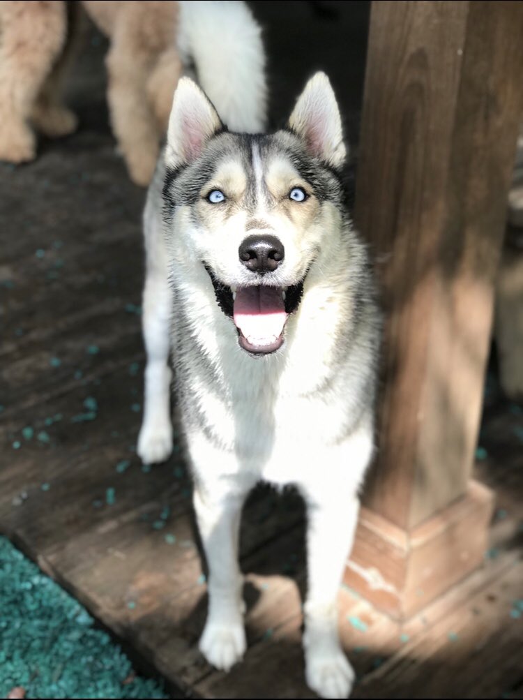 safaripetresort's tweet photo. 😝SMILE! 👅Happy #tongueouttuesday from your friends at Safari Pet Resort!
.
#safaripetresort #tot #dogsofmurfreesboro #doggiedaycare #doggiedaycamp #dogboarding #doglodging #dogsofsmyrnatn #murfreesboro #murfreesborotn #tennessee #letsplay #tonguesout #nashville #nashvilledogs https://t.co/mikCb53qWb