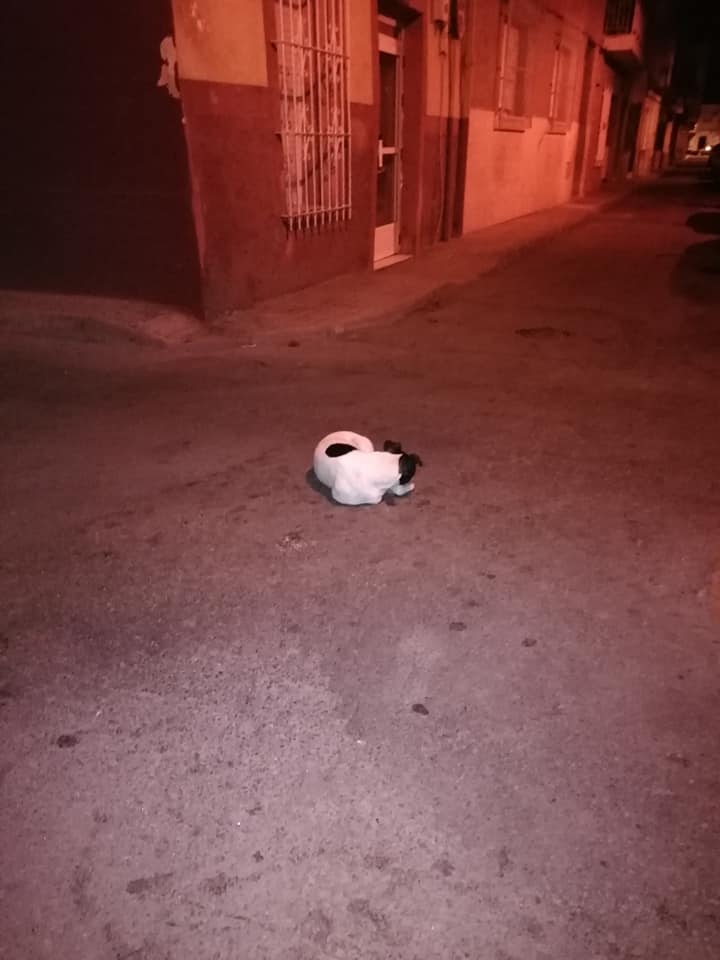 MurciaPolicia's tweet photo. 📢ALERTA, ¿Qué está pasando? cada día se ven mas perros abandonados en las calles de nuestro municipio, de todas razas y tamaños, ¿lo harias igual con un hijo?. Muchos no llevan microchips y deambulan sin rumbo y buscando cariño, estamos traspasando unas líneas rojas peligrosas. https://t.co/QP5SLtgjbs