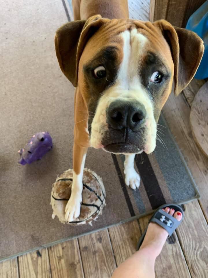Eric_Tails's tweet photo. His mum tried to touch his ball. Not amused 😂 #FacebookPic https://t.co/lDumSHm44Y