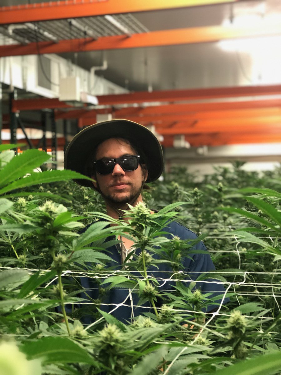 SilverStTrd's tweet photo. Meet Mitch! He is one of our skilled cultivators.

He has always enjoyed gardening and cannabis. So he decided to couple the two and pursue cultivation. 
When he’s not at work he enjoys skating and producing music.

Follow Mitch at @innacityroots https://t.co/lDRPZbDtaL