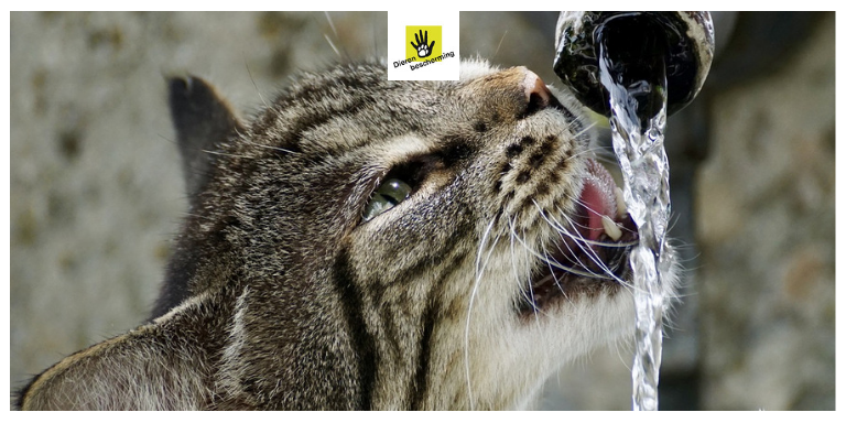 Wat kan je doen voor je katten en het warme weer? Meestal zoeken katten zelf een koeler plekje op. Zorg ervoor dat je kat in de schaduw kan liggen of naar binnen kan en dat er altijd voldoende vers drinkwater klaarstaat.