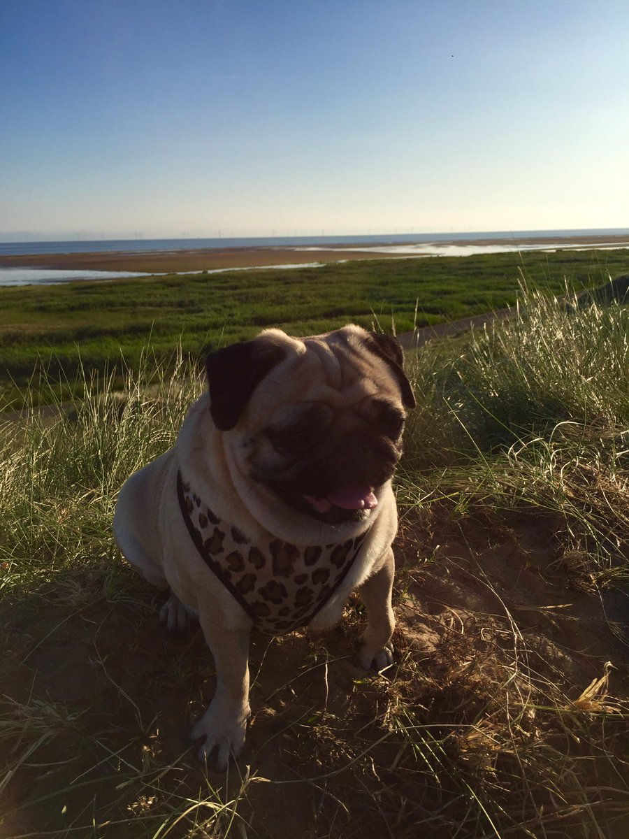 pixie_pug's tweet image. Happy holidays ☀️☀️☀️ #wales #heatwave
