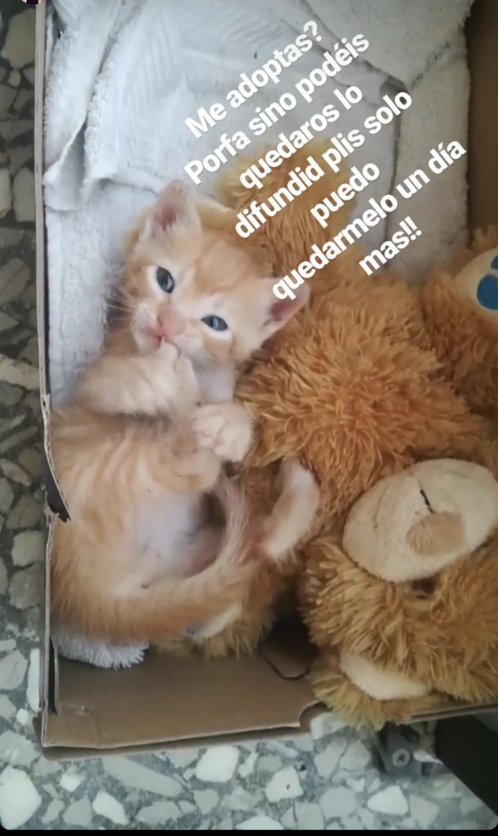 Strisce_98's tweet image. Se han encontrado un gatete por Valencia y la chica que lo tiene solo se lo puede quedar hoy. Alguien que esté interesado en darle una casita? 😥 Si no difundir por fa. Es urgente 🙏🏻