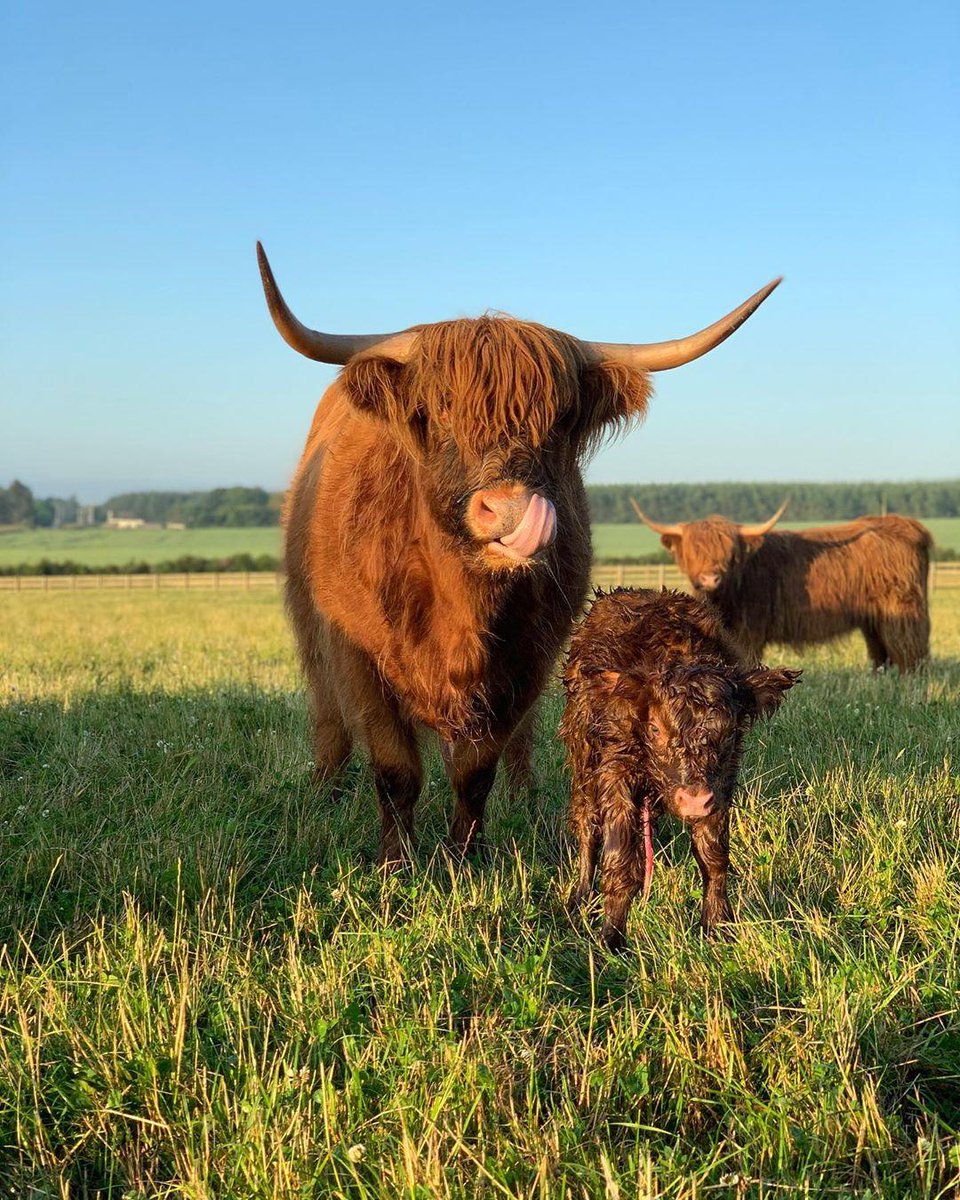 VisitScotland's tweet photo. Welcome to the world baby Jura, born this very #Coosday at 5am! 🎉 #beautifulabdn 📍 Inverugie, #Aberdeenshire 📸 IG/aikenshillhighlands https://t.co/RfjaRtApQB