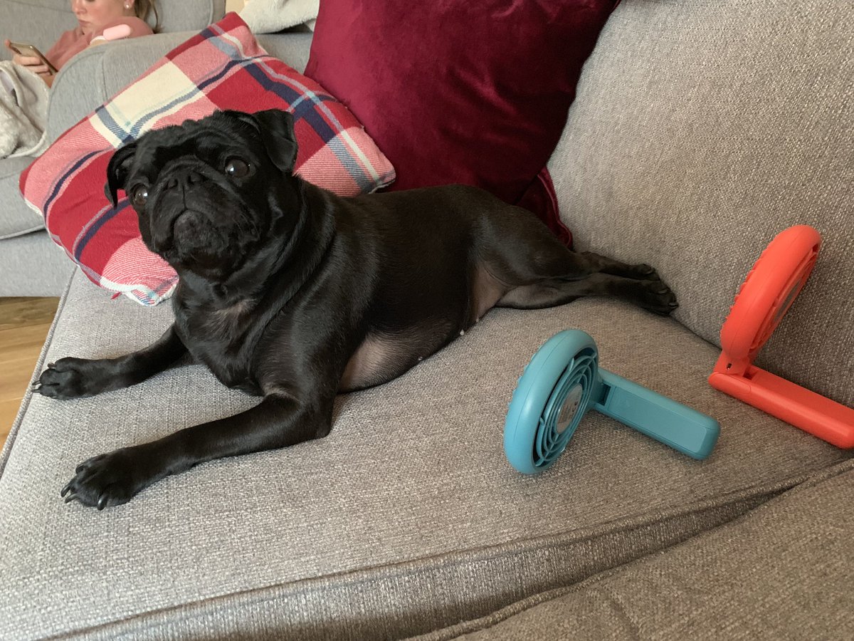 donnaellis0112's tweet photo. @jlandpartners #foldable #fan comes in handy in this 34 degrees humid weather, #pug #keeping #cool #coolpug https://t.co/a51zRLs01E