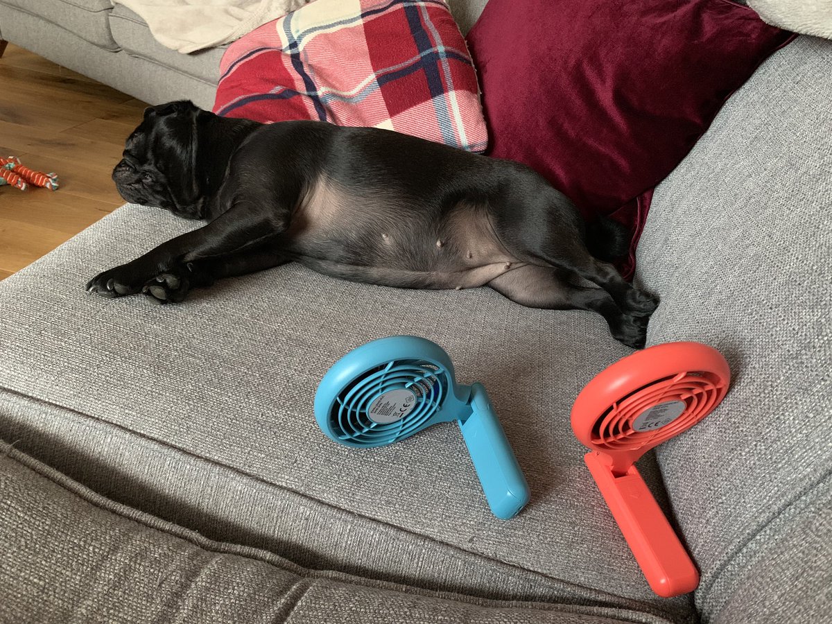 donnaellis0112's tweet photo. @jlandpartners #foldable #fan comes in handy in this 34 degrees humid weather, #pug #keeping #cool #coolpug https://t.co/a51zRLs01E