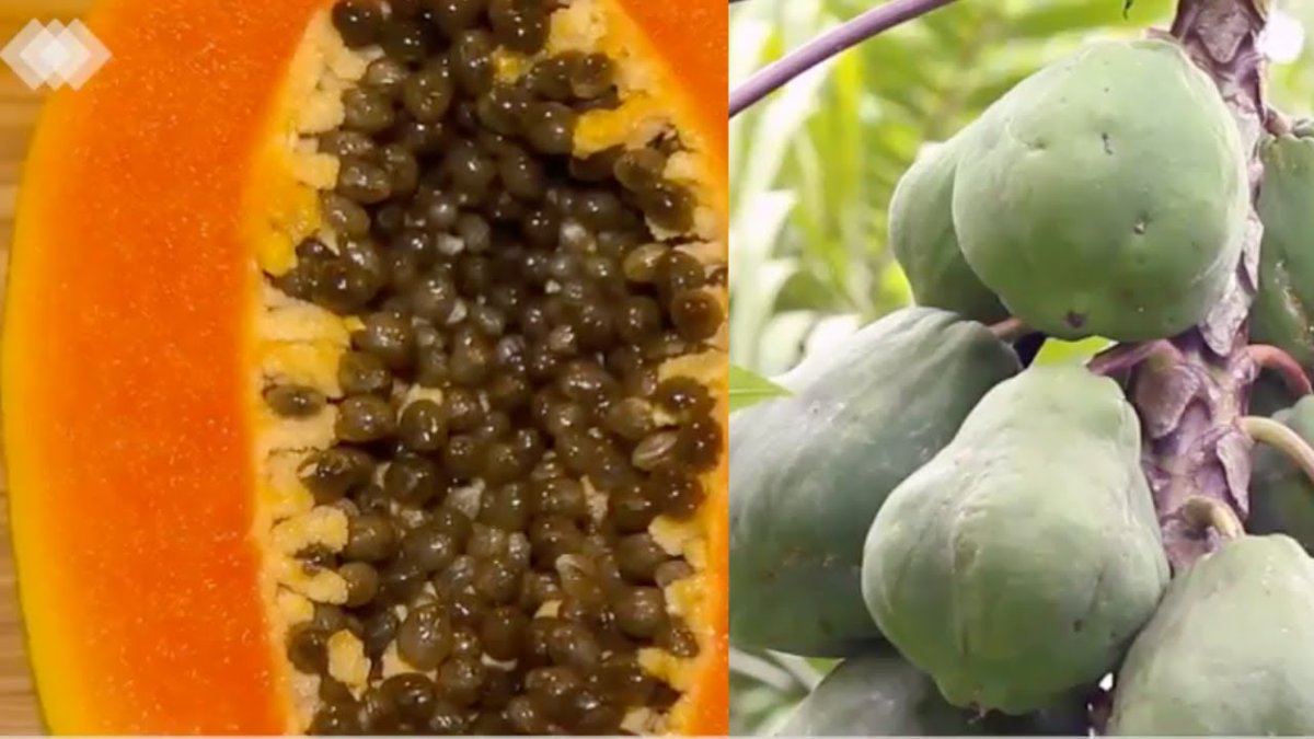 Check out my latest video "Health Benefits of Papaya to explore, Amazing Food to Enjoy"

Watch Now: youtu.be/PhxNIZ2nlx0

Posted via <a href="/TubeBuddy/">TubeBuddy</a>