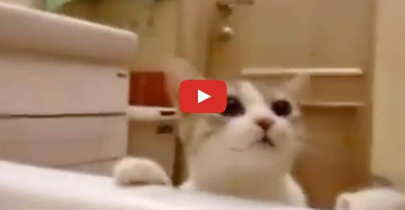 catsnkittys's tweet photo. Caring Kitty Tries to Save His Human From Drowning in the Bath
See a caring kitty that thinks he's saving his human from the evil tub!
CLICK to watch > https://t.co/425Ez6gxZD https://t.co/VjVZL6c1EQ