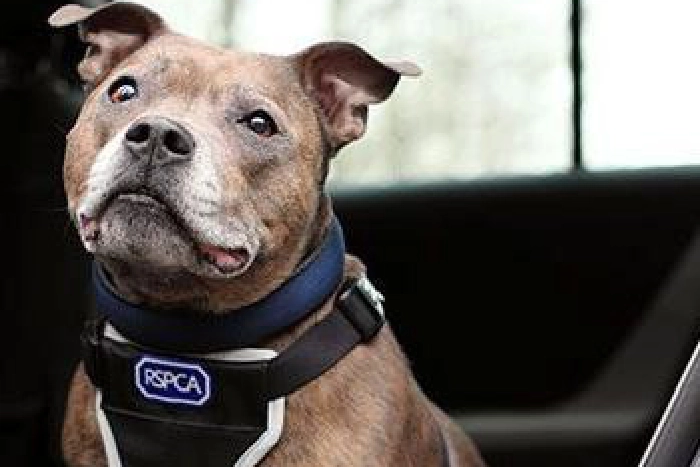 wetherbyhour's tweet image. @WestYorksPolice warns owners not to leave dogs in hot cars as temperatures set to top 30 degrees handpickedwetherby.co.uk/post/dogsinhot… #inthenews #hottopic #handpickedwetherby #wetherbyhour